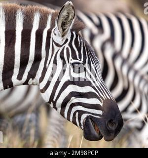 Nahaufnahme eines Ebenen Zebras, equus Quagga, Seitenprofil, mit anderen Zebras im Hintergrund. Masai Mara, Kenia. Stockfoto
