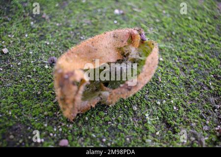 Kiwi fiel von meinem Kiwibaum und zerfiel in meinem Garten Stockfoto