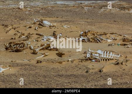 Tierknochen in einer Wüste in der Nähe der Bahariya Oase, Ägypten Stockfoto