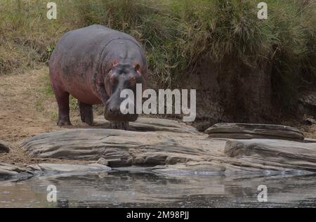 Ein großes Nilpferd steht am Flussufer, kurz davor, ins Wasser zu gelangen, in der wilden masai mara, kenia Stockfoto