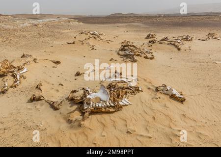 Tierknochen in einer Wüste in der Nähe der Bahariya Oase, Ägypten Stockfoto
