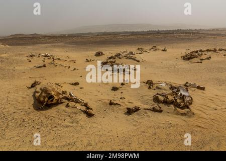 Tierknochen in einer Wüste in der Nähe der Bahariya Oase, Ägypten Stockfoto