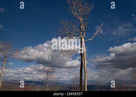 Das blattlose hohe Aspen auf Colorados Grand Mesa mit den West Elk Mountains im Hintergrund Stockfoto