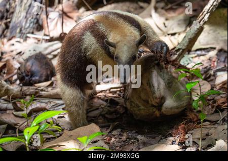 Schöne Ameisenbär sucht in einer Kokosnuss im Cahuita Nationalpark an der Karibikküste in Costa Rica nach Nahrung. Stockfoto