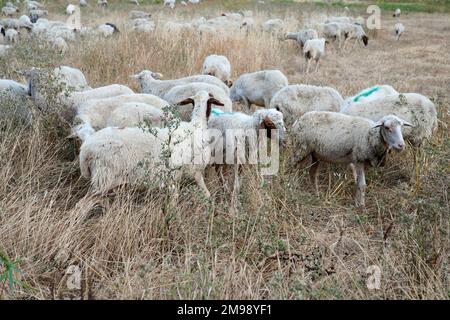 Schafe auf der Weide,Craco,Provinz Matera,Region Basilicata,Italien Stockfoto