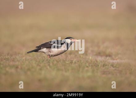 Indische Rattenmyna ist eine Art von Starling, die man auf dem indischen Subkontinent findet. Sie findet sich in der Regel in kleinen Gruppen vor allem auf den Ebenen und in den unteren Ausläufern Stockfoto