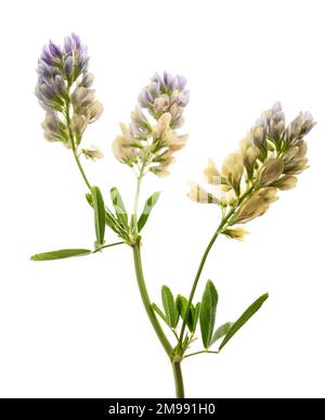 Medicago Sativa Pflanze isoliert auf weißem Hintergrund Stockfoto