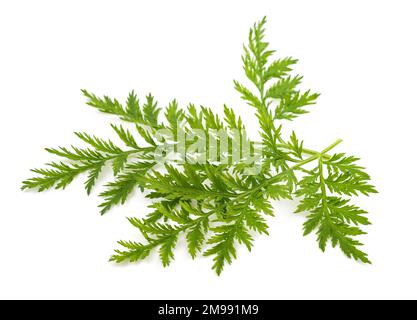 Artemisia annua Pflanze isoliert auf weißem Hintergrund Stockfoto