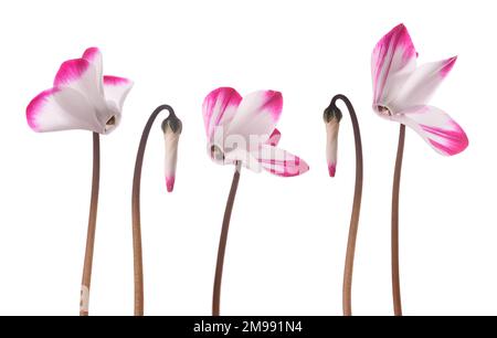 Persische Cyclamen-Blüten auf weißem Hintergrund isoliert Stockfoto