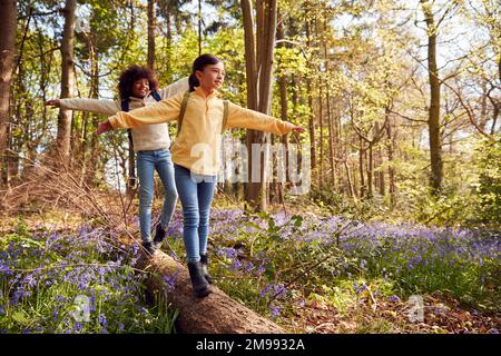 Zwei Kinder Beim Spaziergang Durch Die Bluebell Woods Im Frühling Balancing On Log Stockfoto