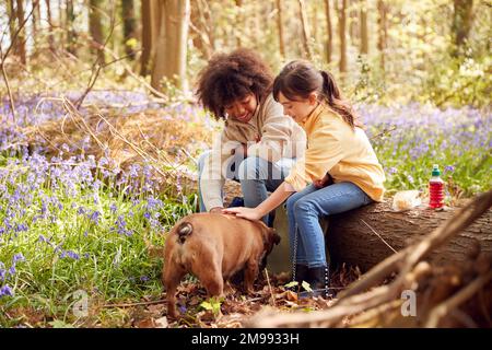 Zwei Kinder, die im Frühling mit dem Hund durch die Bluebell Woods spazieren und eine Pause machen, sitzen auf Log Stockfoto