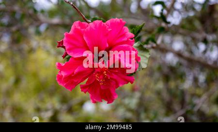 Rosafarbener Hibiscus rosa-sinensis mit mediterranem Hintergrund, Nahaufnahme in Mallorca, Cala Ratjada. Panorama-Blumenhintergrund Stockfoto
