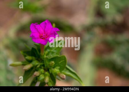 Rosa blühende Mirabilis jalapa, das Wunder Perus oder vier-Uhr-Blume mit grünem Unschärfe-Hintergrund auf Mallorca, Nahaufnahme und selektiver Fokus Stockfoto