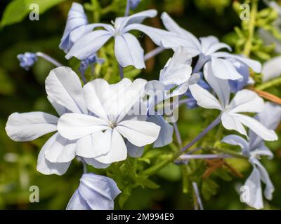 Weißes blühendes Plumbago auriculata, die Hauptmaische des Kaps, blaues Plumbago oder Cape Plumbago vor grünem Unschärfe-Hintergrund auf Mallorca, Nahaufnahme und Sel Stockfoto