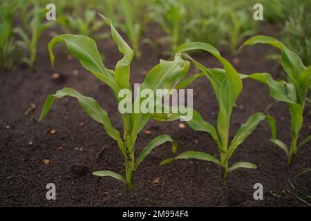 Kleine Nahaufnahme von grünem Maissprossen. Stockfoto