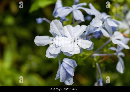 Plumbago auriculata, die Cape-Leadwürze, Blue Plumbago oder Cape Plumbago vor grünem Unschärfe-Hintergrund auf Mallorca, Nahaufnahme und selektiver Fokus Stockfoto