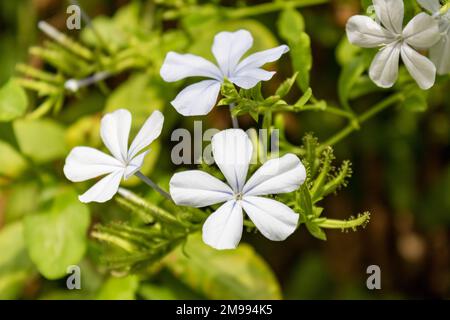 Plumbago auriculata, die Cape-Leadwürze, Blue Plumbago oder Cape Plumbago vor grünem Unschärfe-Hintergrund auf Mallorca, Nahaufnahme und selektiver Fokus Stockfoto