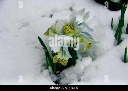 Blühende Zwerg-Iris-Pflanze im Blumenbeet mit viel Schnee im Frühling. Stockfoto