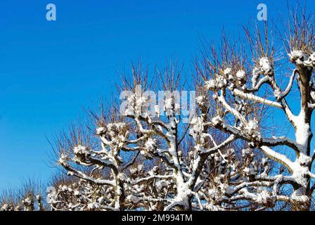 Linden Bäume hacken sich im Winter mit Schnee vor klarem blauen Himmel. Stockfoto