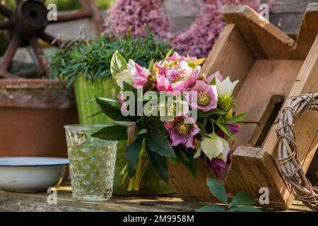 Helleborus-Blumen auf einer Gartenbank Stockfoto