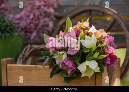 Helleborus-Blumen auf einer Gartenbank Stockfoto