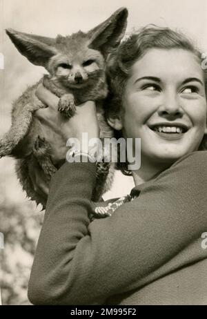 Dinah Sheridan, 16-jähriger Filmschauspieler, mit einem Fennexfuchs, November 1936. Stockfoto