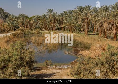 Kleiner Teich in Dakhla Oase, Ägypten Stockfoto