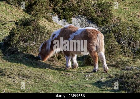 Dartmoor Hill Ponies an der Lower Cherry Brook Bridge, Dartmoor National Park, Devon Stockfoto