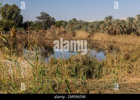 Kleiner Teich in Dakhla Oase, Ägypten Stockfoto