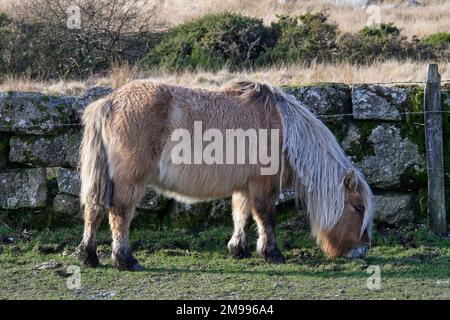 Dartmoor Hill Ponies an der Lower Cherry Brook Bridge, Dartmoor National Park, Devon Stockfoto