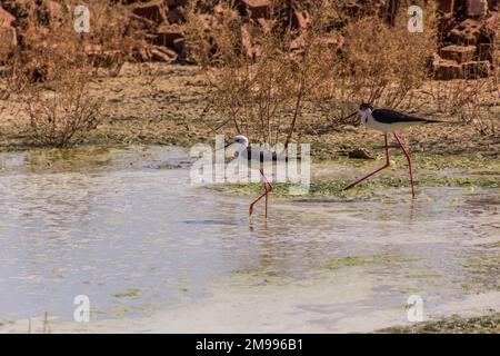 Schwarzflügelpfahl (Himantopus himantopus) in der Oase Dakhla, Ägypten Stockfoto