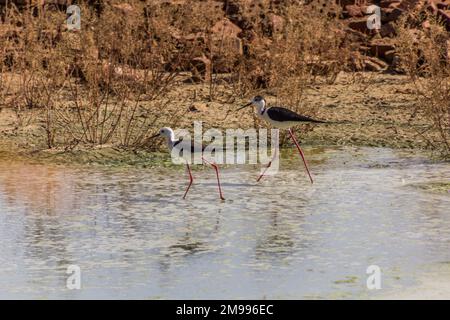 Schwarzflügelpfahl (Himantopus himantopus) in der Oase Dakhla, Ägypten Stockfoto