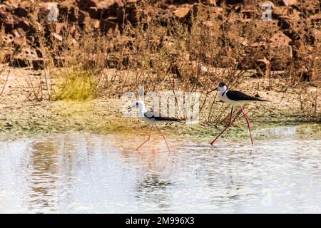 Schwarzflügelpfahl (Himantopus himantopus) in der Oase Dakhla, Ägypten Stockfoto