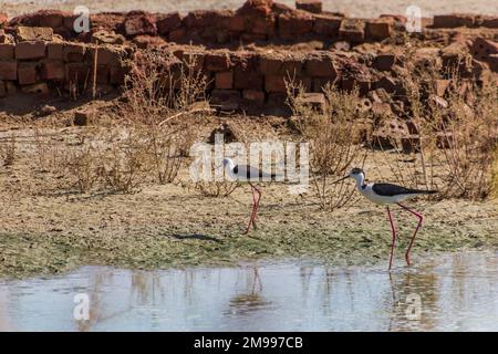 Schwarzflügelpfahl (Himantopus himantopus) in der Oase Dakhla, Ägypten Stockfoto