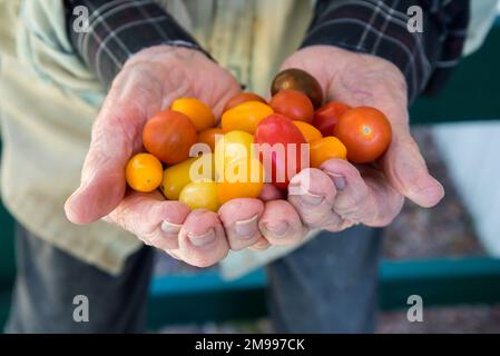 Kleine regenbogenfarbene Kirschtomaten. Stockfoto