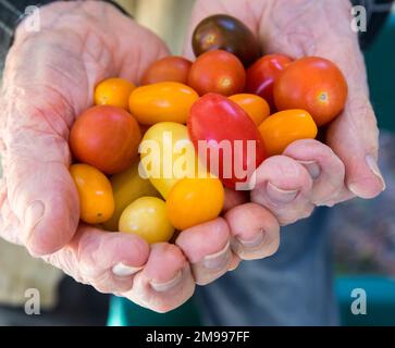 Kleine regenbogenfarbene Kirschtomaten. Stockfoto