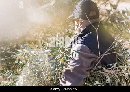 Seitenansicht eines nicht wiedererkennbaren reifen männlichen Landwirts in Freizeitkleidung und Mütze, der reife Oliven während der Arbeit auf dem Lande an sonnigen Tagen erntet Stockfoto