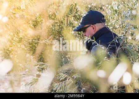 Seitenansicht eines aufmerksamen, reifen männlichen Landwirts in lässiger Kleidung, Mütze und Sonnenbrille beim Schneiden von Zweigen von Olivenbäumen während der Arbeit auf dem Land an sonniger da Stockfoto