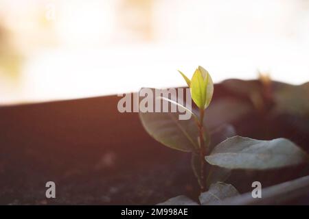 Neue Pflanze mit frischen Blättern im Topf Stockfoto