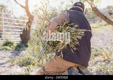 Rückansicht eines unbekannten männlichen Landwirts in Freizeitkleidung und Mütze, der auf Knien sitzt und während der Arbeit am sonnigen Tag i einen Haufen geschnittener Olivenbaumäste pflückt Stockfoto