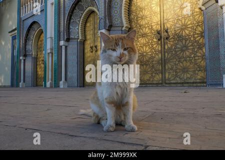 Katze vor dem goldenen Tor des Königs von Marokko Palast in Fez Stockfoto