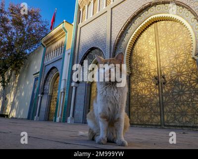 Katze vor dem goldenen Tor des Königs von Marokko Palast in Fez Stockfoto