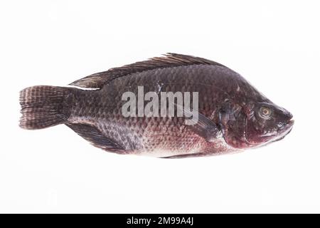Fisch, Platy Mojarra, Nilotische Buntbarsche, Chitralada Buntbarsche auf weißem Hintergrund. Stockfoto