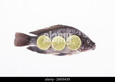 Fisch, Platy Mojarra, Nilotische Buntbarsche, Chitralada Buntbarsche auf weißem Hintergrund Stockfoto