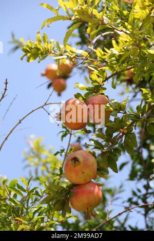 Granatäpfel in der Nähe von Tarquinia, Italien Stockfoto