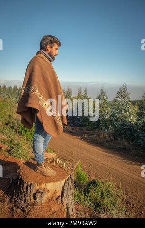 Ein chilenischer Mann mit Blick über den chilenischen Wald und braunem Chamanto, der die WRC-Rallye von Chile von einem Baumstumpf aus beobachtet. Niedrige Sonne, blauer Himmel Stockfoto