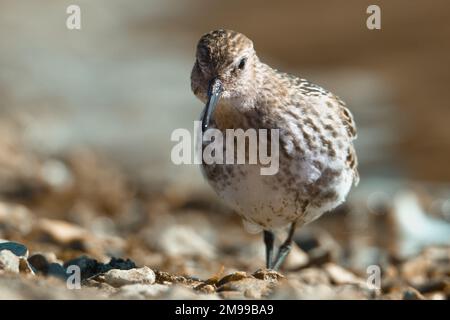 Blick vom Erdgeschoss auf A Dunlin, Calidris alpina, Suche nach Essen an Einem Kieselstrand, Stanpit Marsh UK Stockfoto