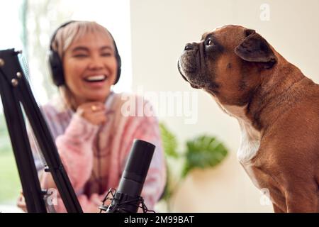 Frau Mit Pet French Bulldog-Aufnahme Podcast Oder Radiosendung Im Studio Zu Hause Stockfoto
