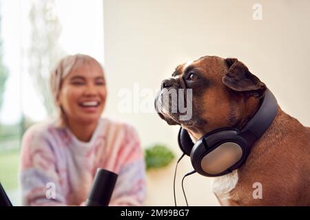 Frau Mit Französischem Bulldog Mit Kopfhörern, Die Podcast Oder Radio Zu Hause Aufnimmt Stockfoto
