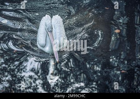 Die Schlösser von Laxenburg befinden sich in der Gemeinde Laxenburg in Niederösterreich. Stockfoto